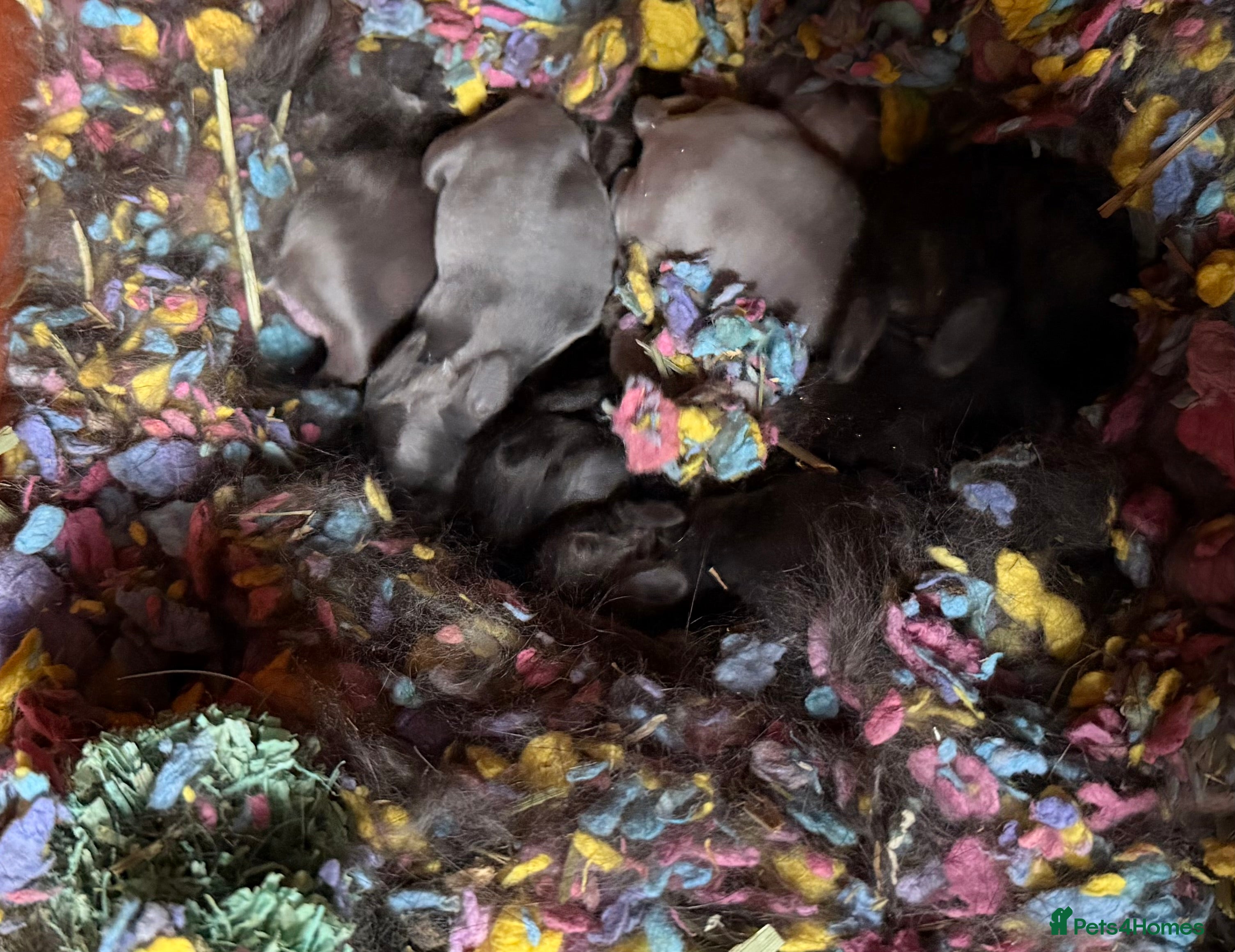 Mixed Breed rabbits Lionheadxminilop  - Advert 1