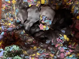 Mixed Breed rabbits Lionheadxminilop - Advert 1