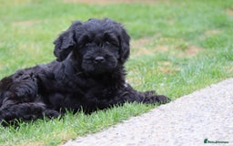 Cavapoo dogs for sale: Beautiful Cavapoo puppies for sale - Image 3