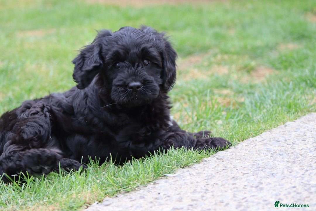 Cavapoo dogs for sale: Beautiful Cavapoo puppies for sale - Image 3