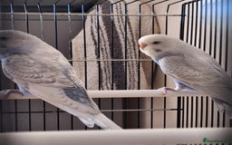 Budgerigars birds for sale: Baby budgies  - Image 2