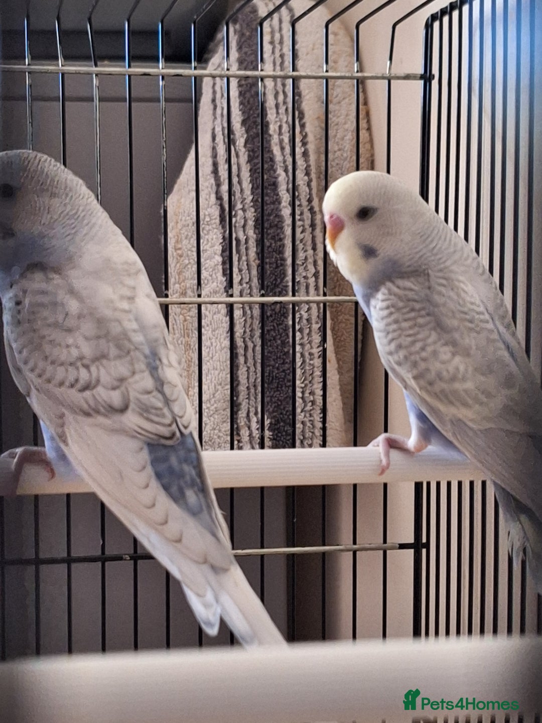 Budgerigars birds for sale: Baby budgies  - Image 2