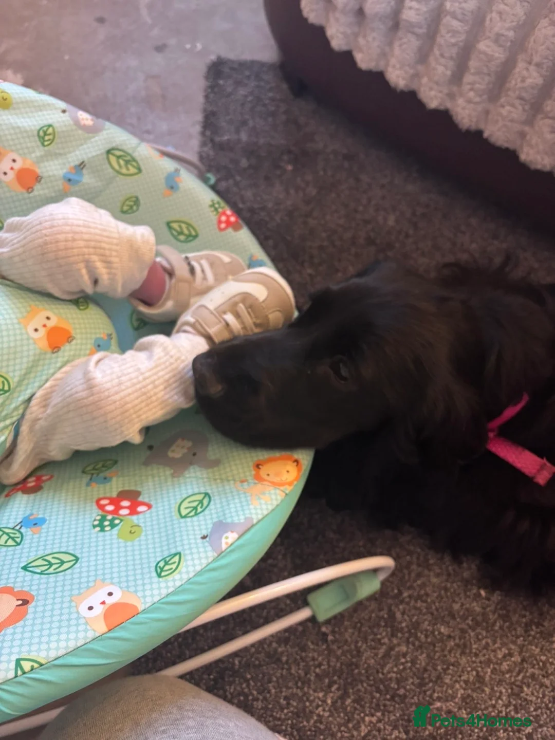 Cocker Spaniel dogs for sale: Black cocker spaniel puppy  - Advert 2