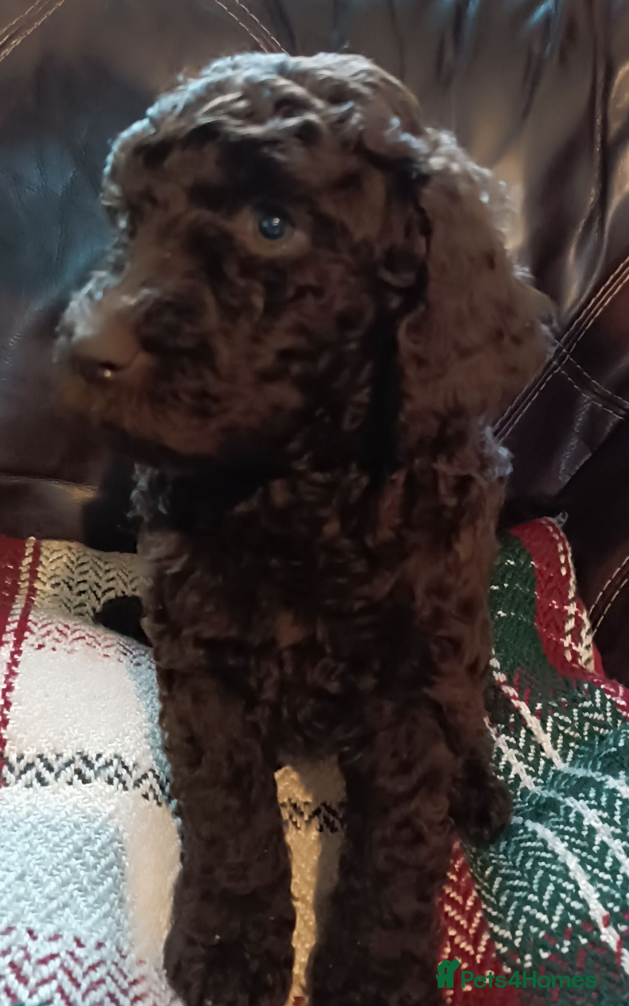 Labradoodle dogs Stunning F2 Labradoodle pups... Available soon - Advert 2