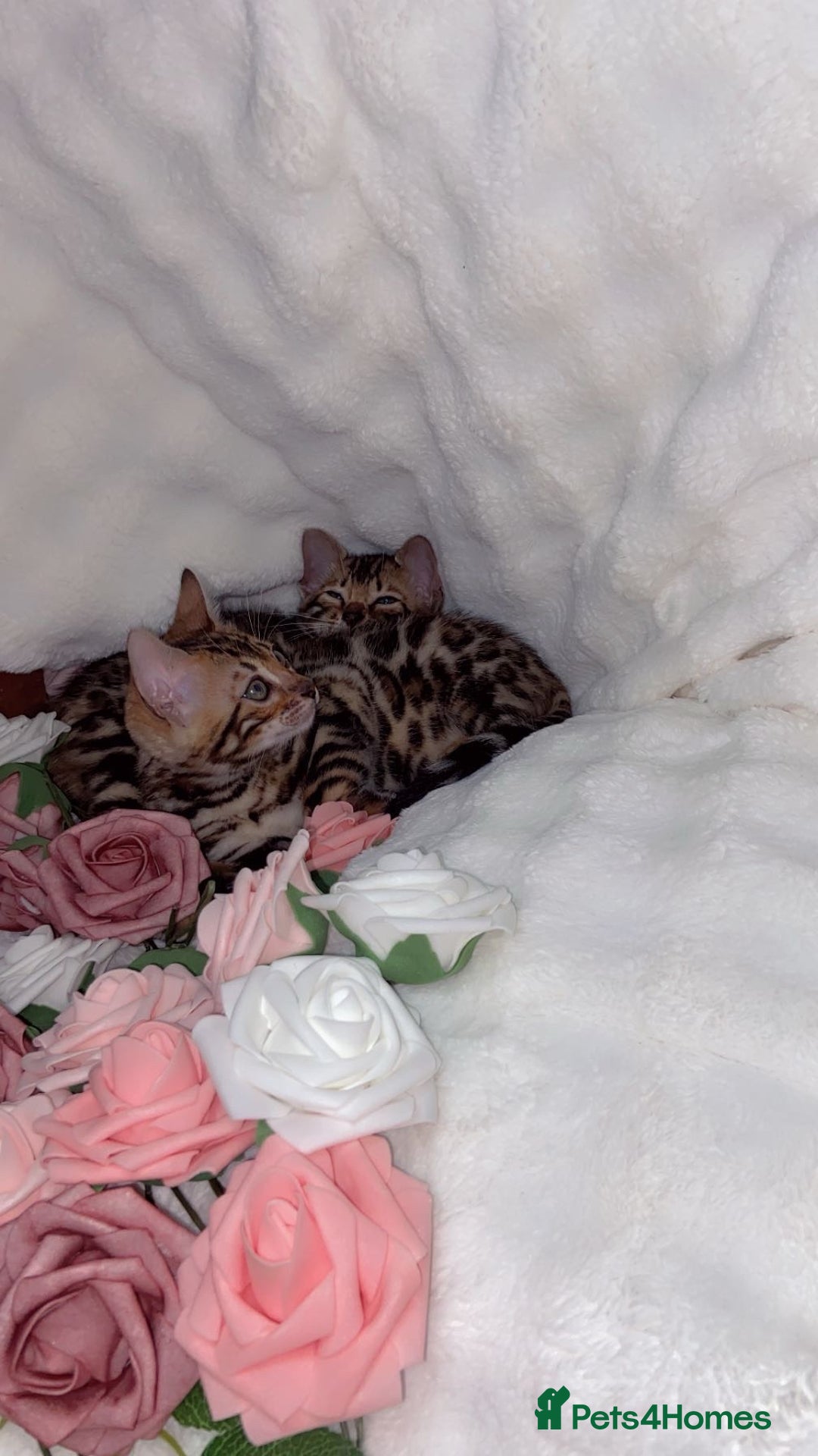 Bengal cats for sale: 2 Female Pure Bengals Ready For A New Home 🏡 - Advert 6