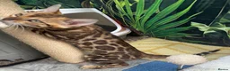 Bengal cats for sale: 🩷 Stunning TICA ✨ Health tested Bengal kitten  - Advert 11