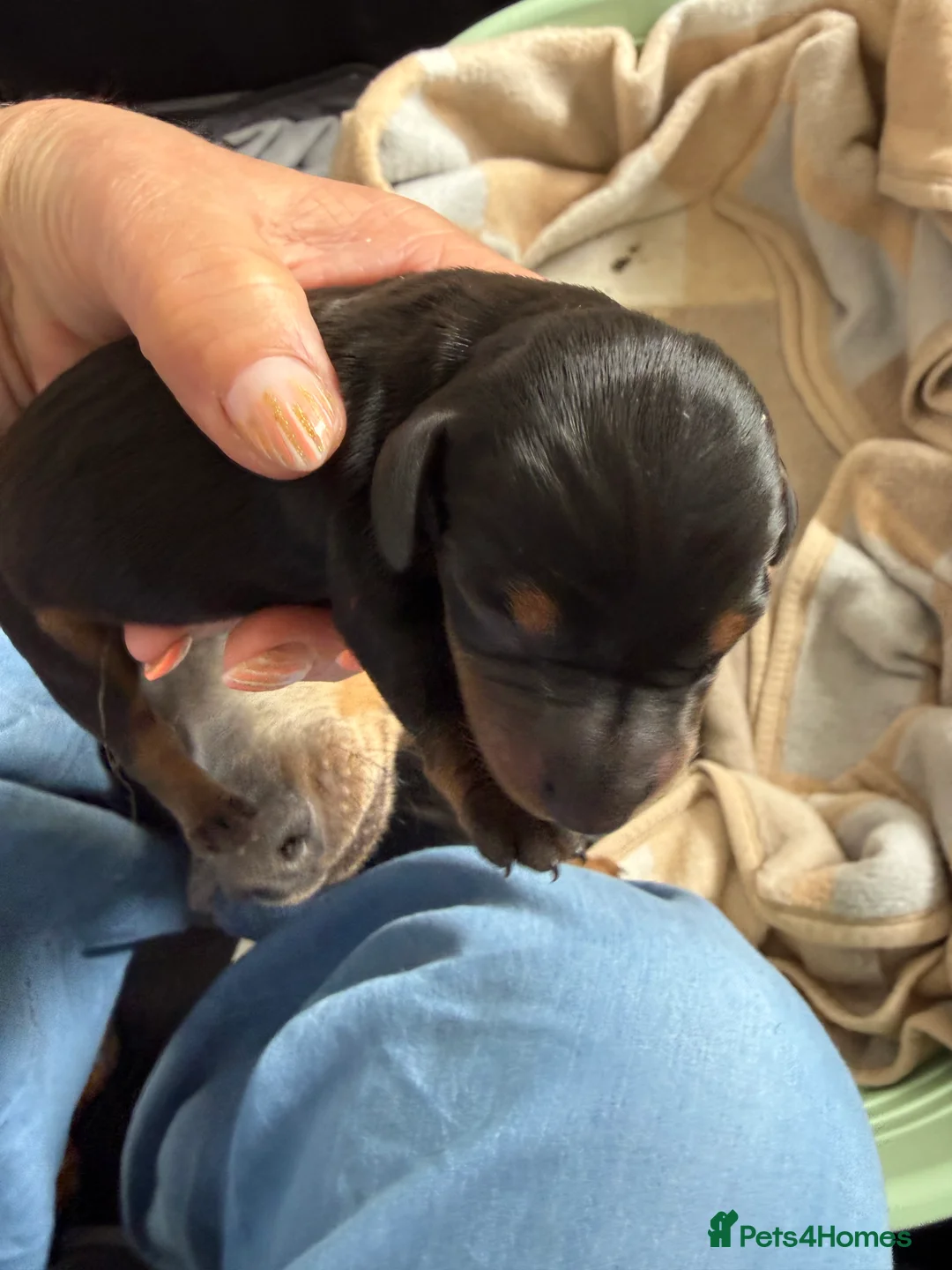 Miniature Dachshund dogs for sale: Miniature Daschunds - Advert 10