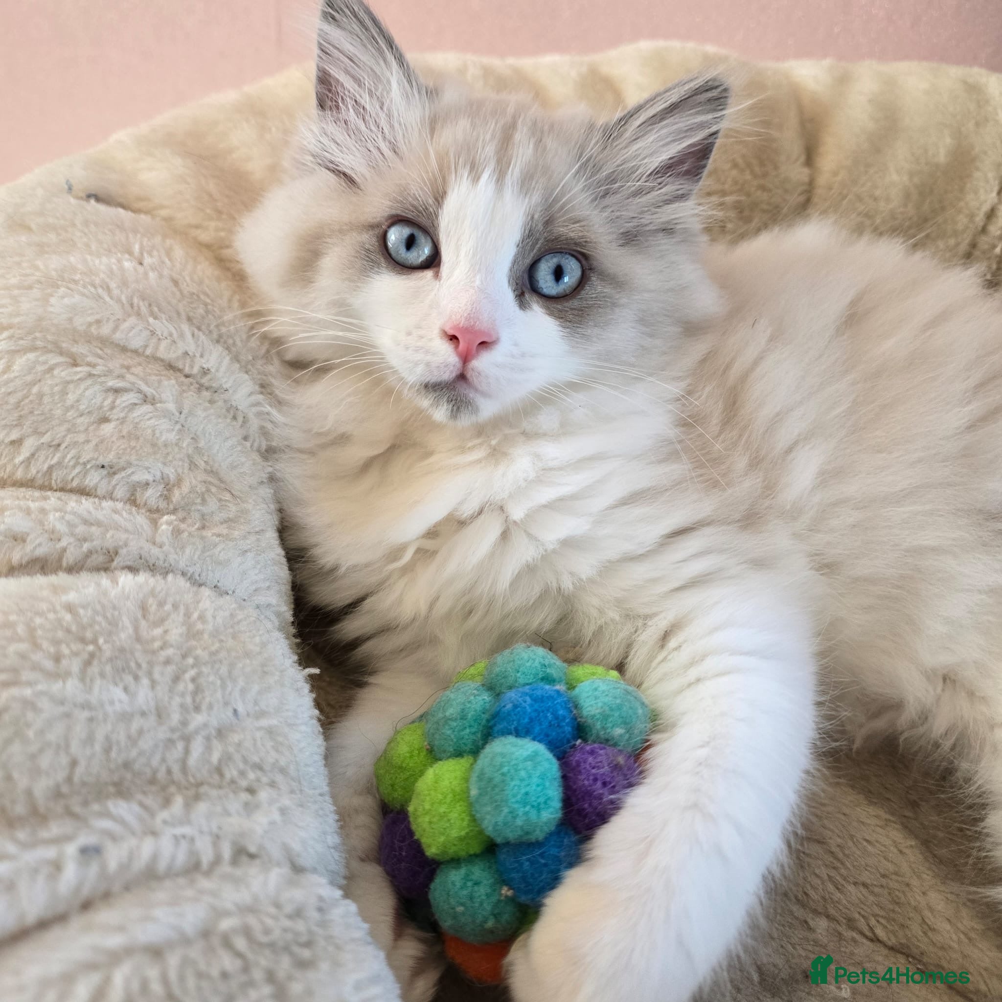 Ragdoll cats CollieKiss Ragdolls – Beautiful TICA Registered - Advert 1