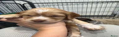 Cocker Spaniel 1