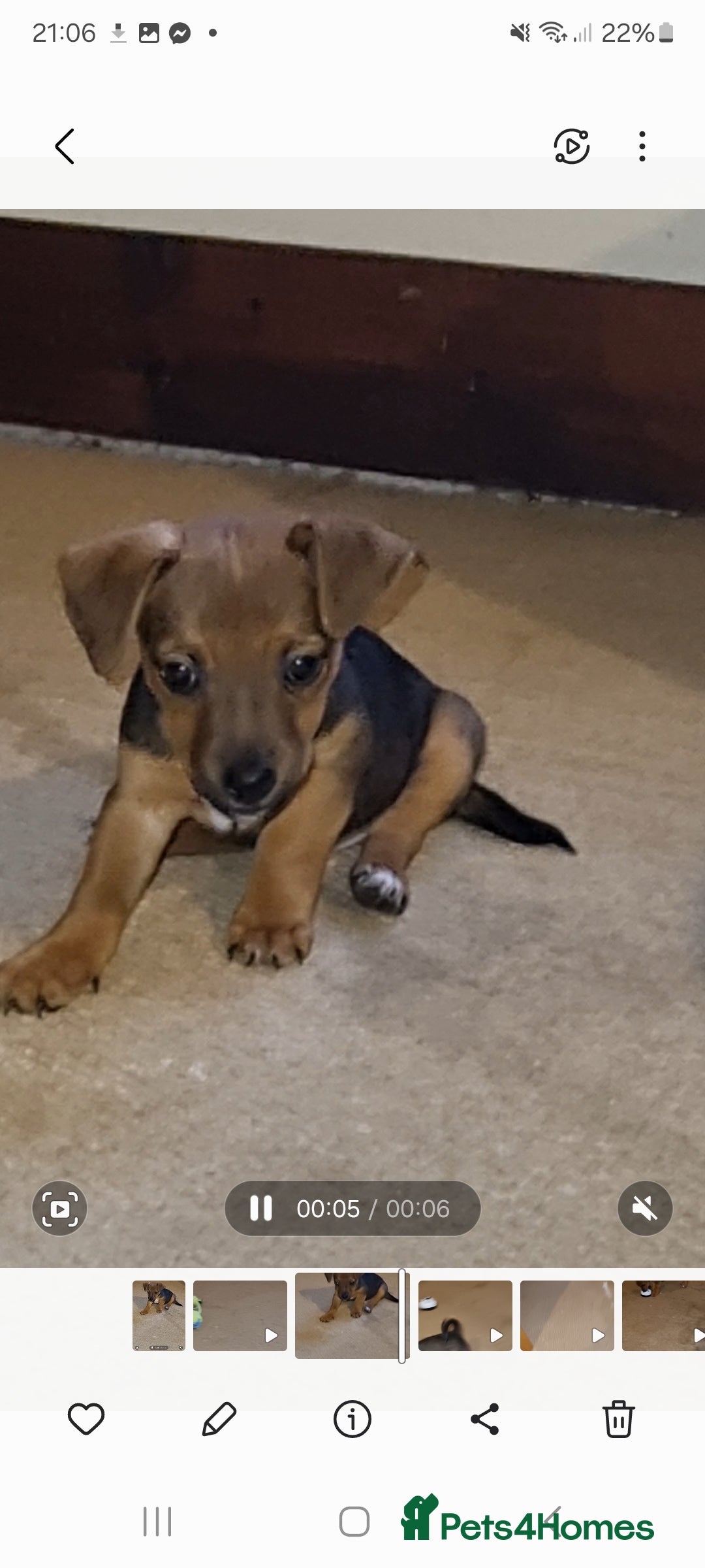 Jack Russell dogs for sale: Jack Russell  - Image 1