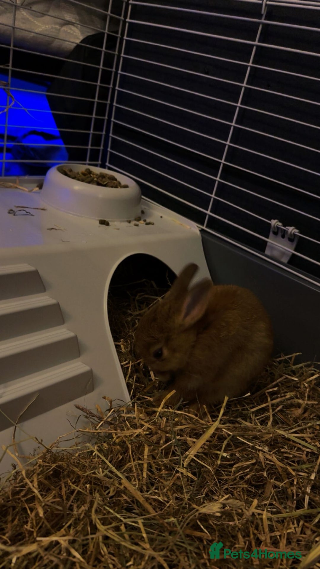 Netherland Dwarf rabbits for sale: Netherland Dwarf Rabbit with full set up - Advert 5