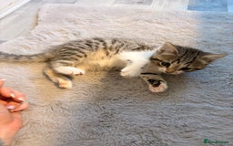 Mixed Breed cats for sale: mixed savvanh with domestic cat - Image 6