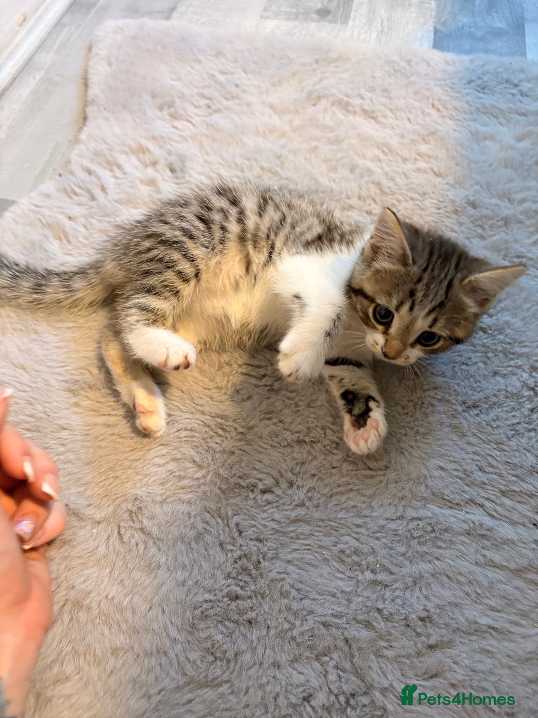 Mixed Breed cats for sale: mixed savvanh with domestic cat - Image 6