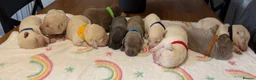 Labrador Retriever dogs for sale: Stunning Silver Charcoal Champagne Labrador pups - Advert 6