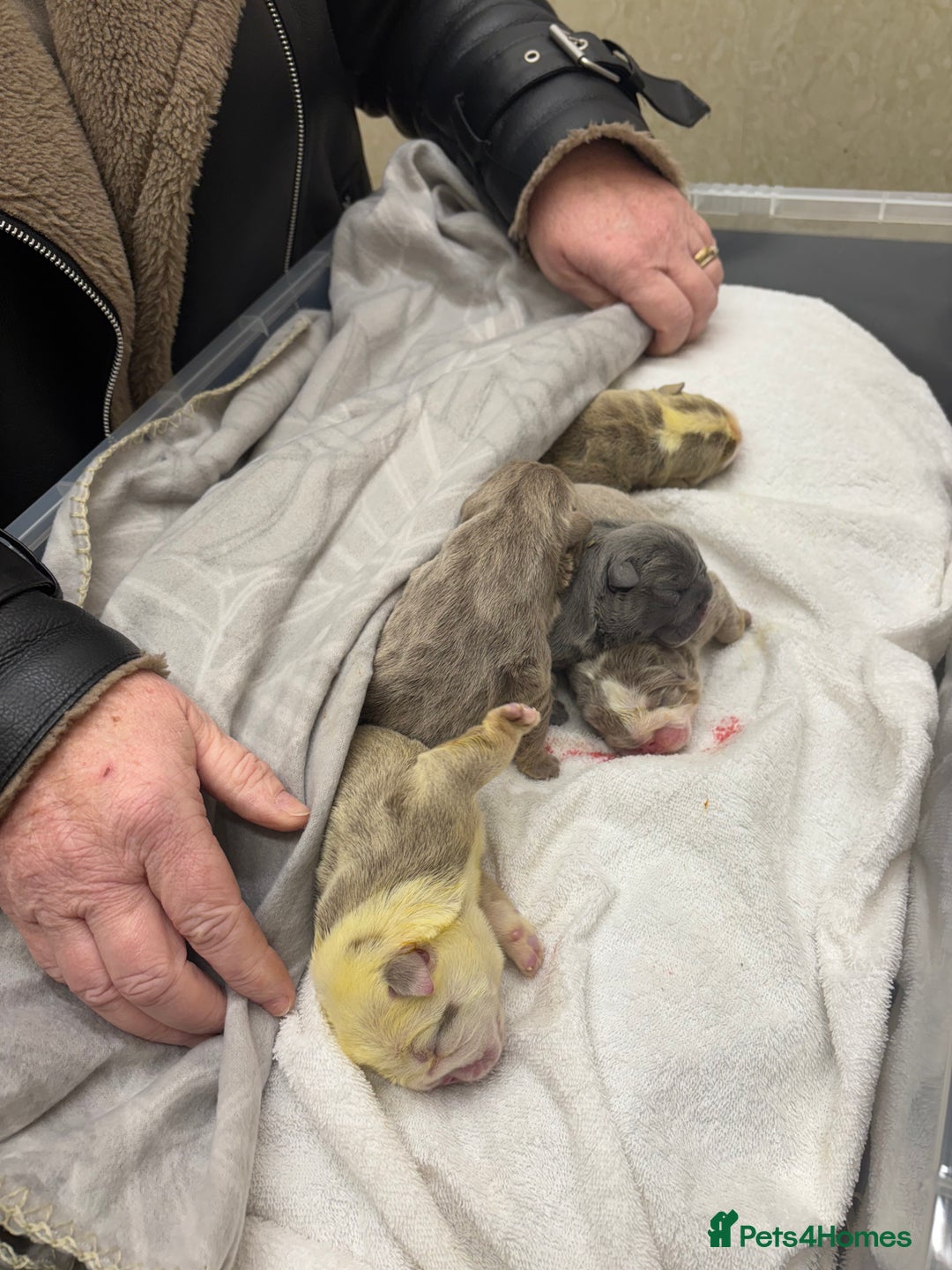 English Bulldog dogs for sale: 5 Beautiful Bulldogs - Advert 7