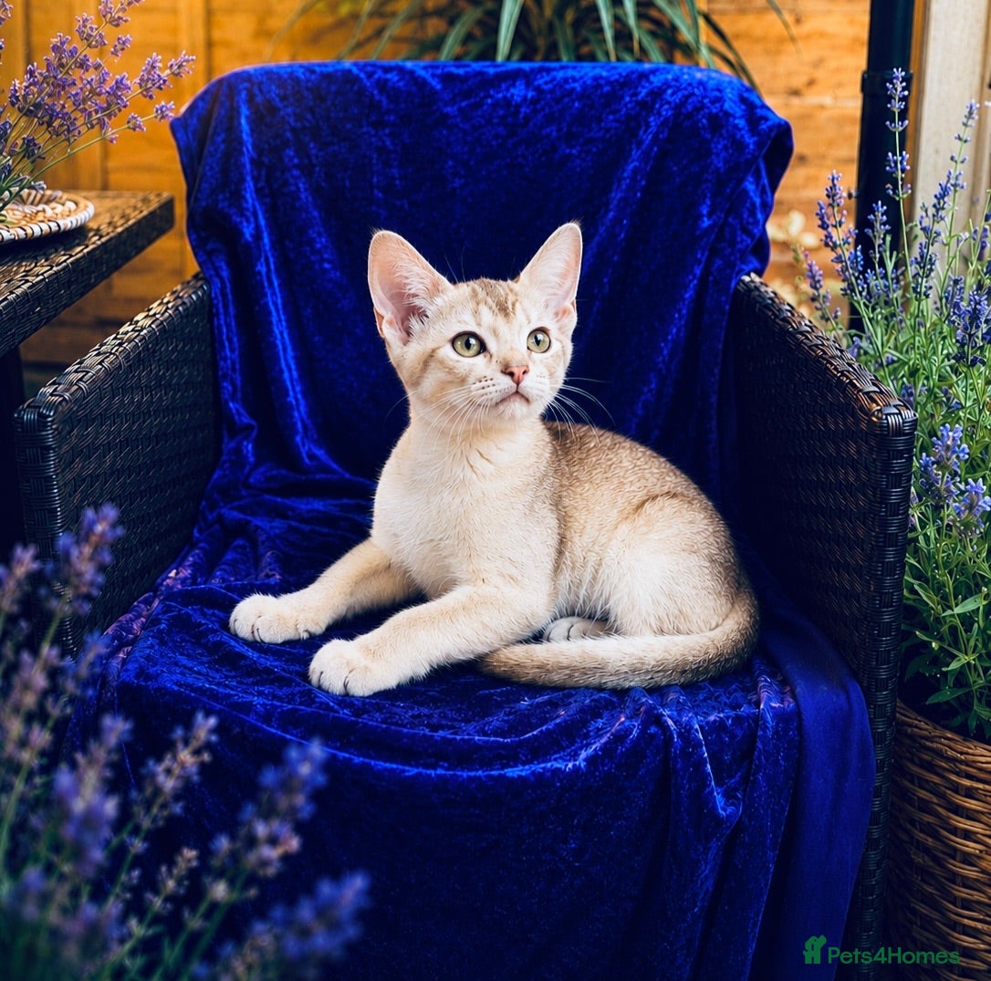 Abyssinian cats     YangYang (阳阳) ❤️🏆CHAMPION ln Abyssinian - Advert 1