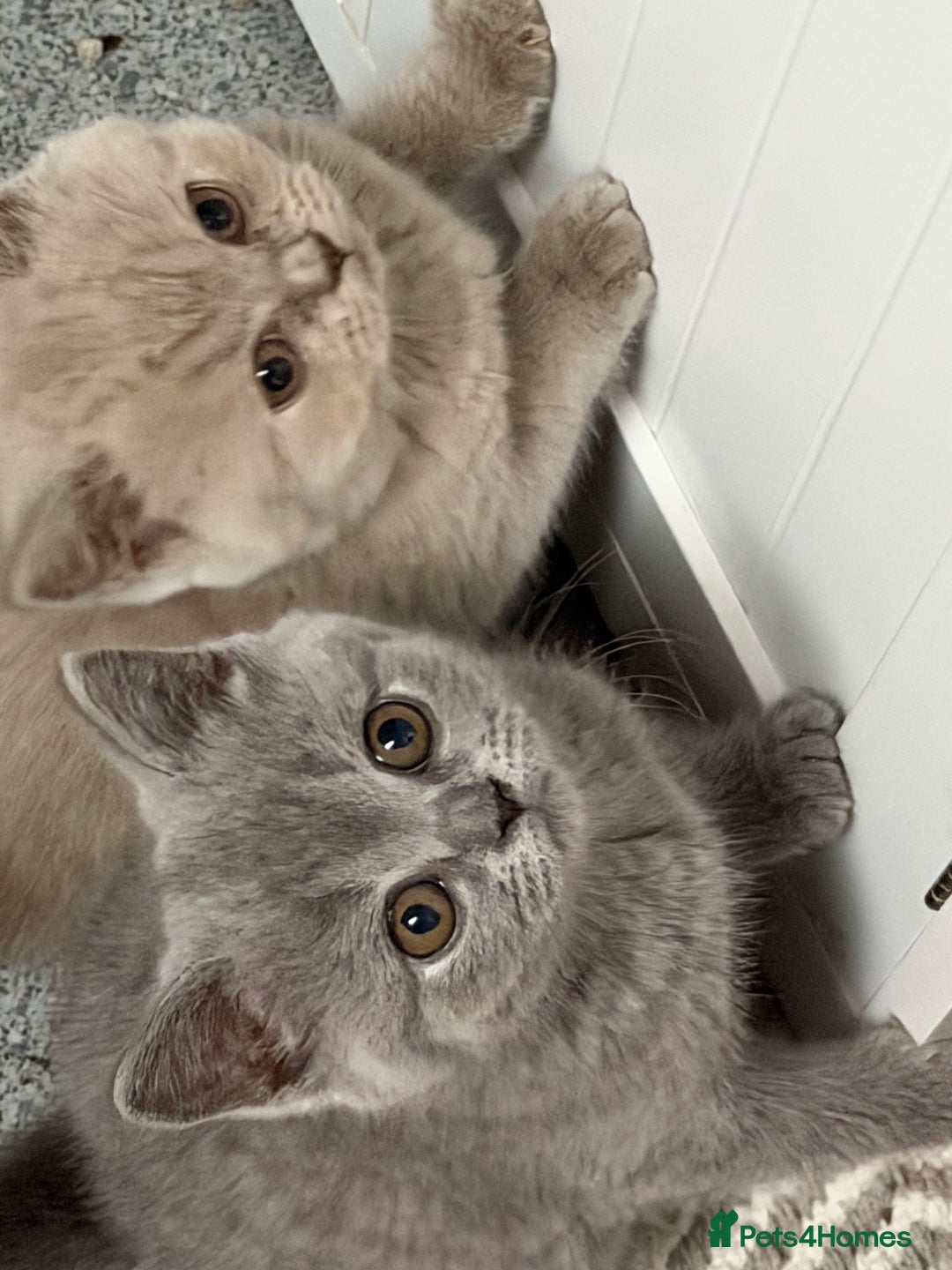 British Shorthair cats for sale: British shorthair kittens  - Advert 8
