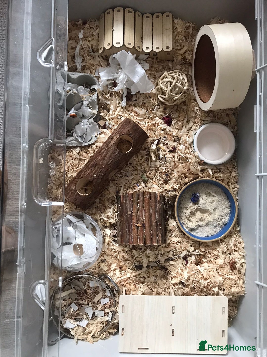 Hamster rodents for sale: Syrian hamster and full setup 🐹 - Advert 2