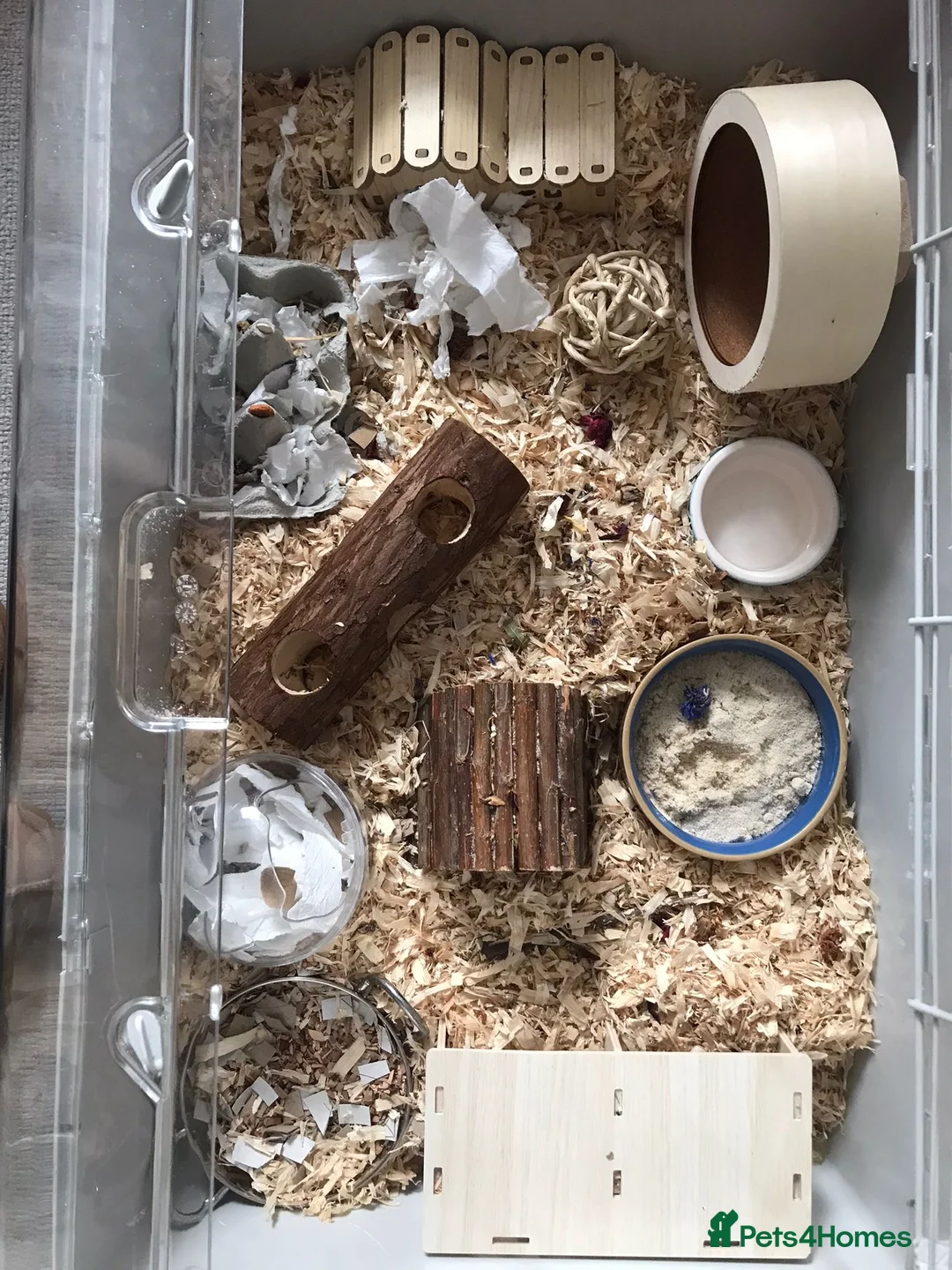 Hamster rodents for sale: Syrian hamster and full setup 🐹 - Advert 2
