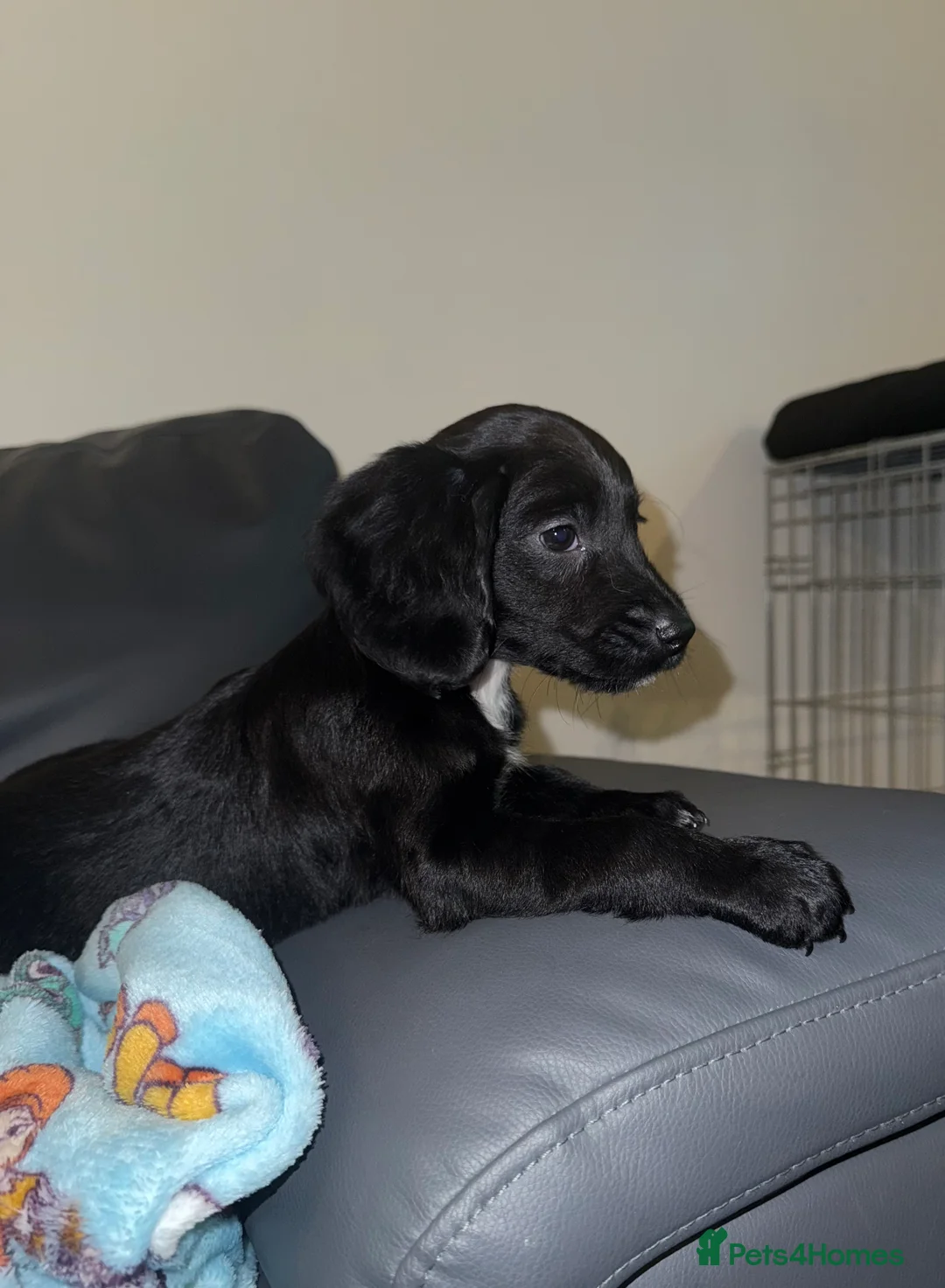 Mixed Breed dogs for sale: 2 boys 2 girls springer jacks ready now  - Advert 3