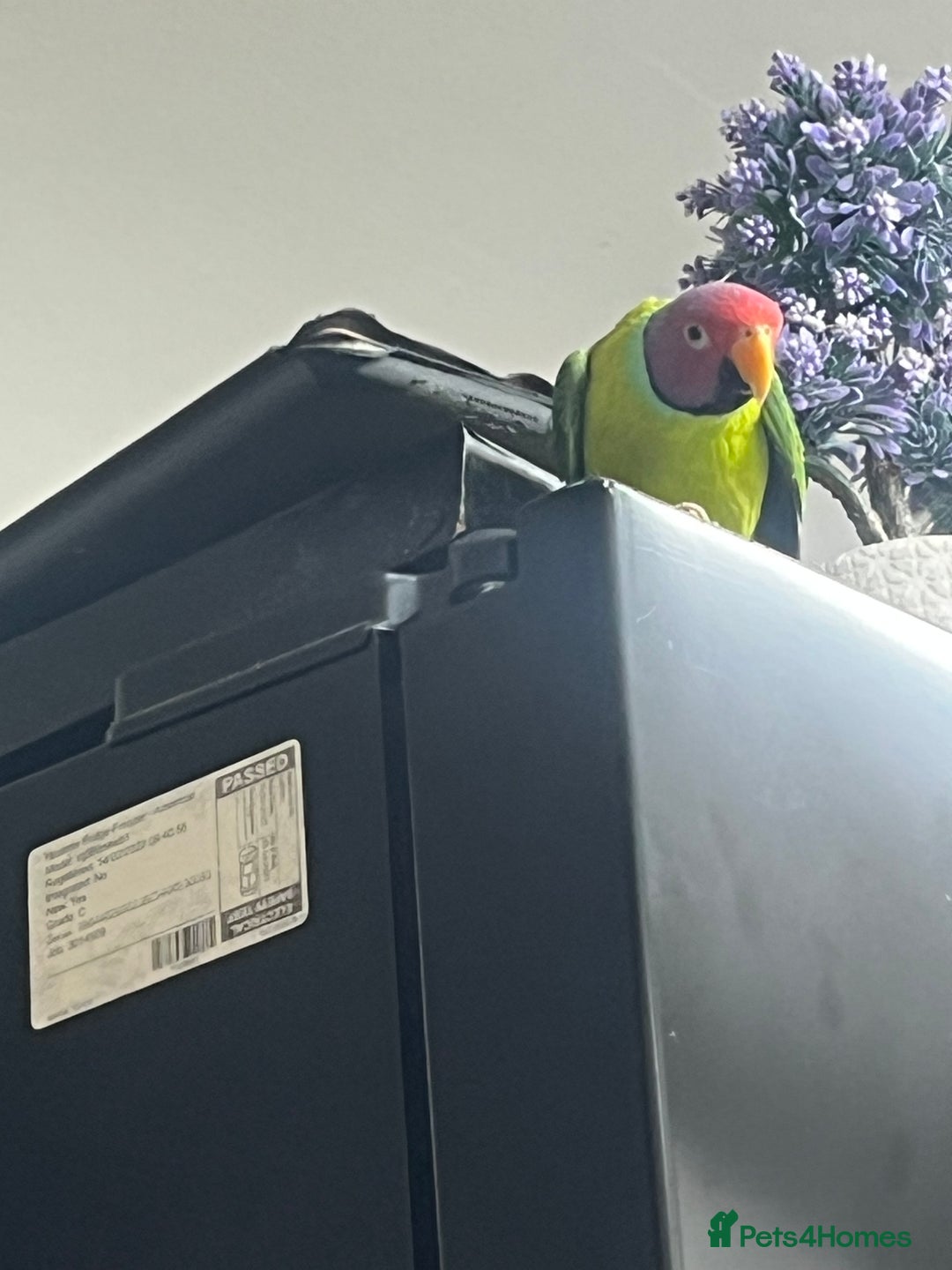 Ringnecks birds for sale: Indian Ring neck  - Advert 3