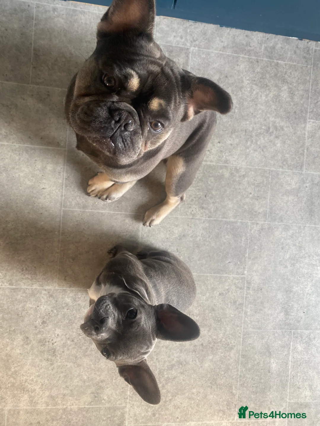 French Bulldog dogs for sale: French Bulldog - Advert 2