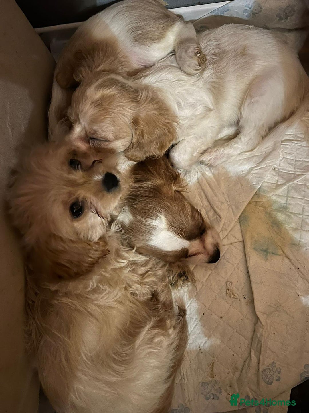 Cavapoo dogs for sale: BEAUTIFUL CAVAPOO PUPPIES - Advert 7