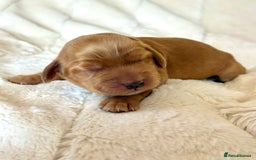 Cocker Spaniel dogs for sale: KC Reg Fully Health Tested Showline Cocker Spaniel - Image 28