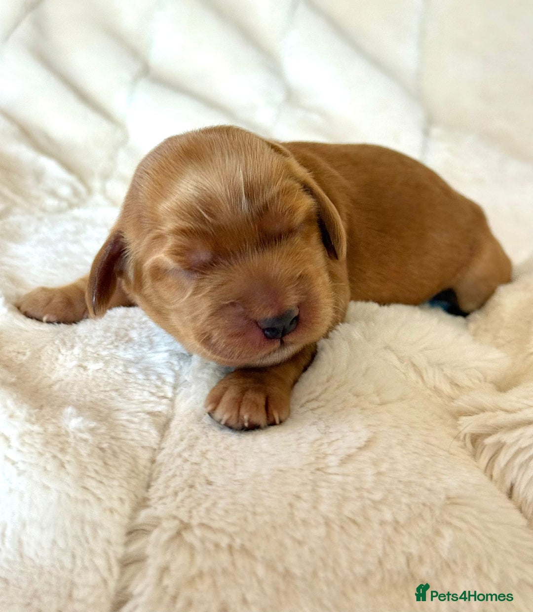 Cocker Spaniel dogs for sale: KC Reg Fully Health Tested Showline Cocker Spaniel - Image 28