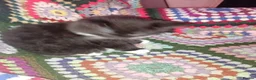 Persian cats for sale:  8 Persian kittens, Blue, Black and Black & White. - Advert 5
