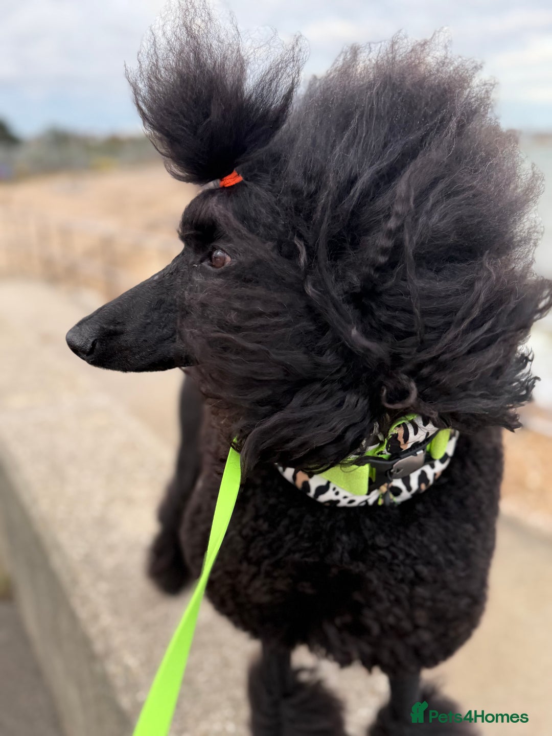 Standard Poodle dogs for sale: 1 KC Black standard poodle puppy - Advert 6