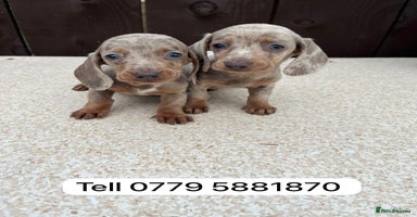 Miniature Dachshund dogs - Advert 4