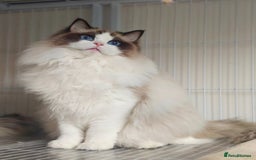 Ragdoll cats for sale: Ragdoll collect in Waterloo  - Image 4
