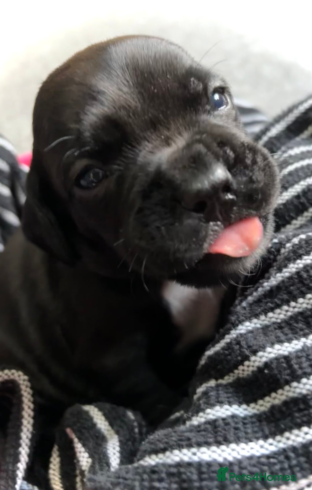 Mixed Breed dogs for sale: Spring bull puppies  - Advert 15