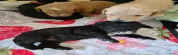 Cockapoo dogs for sale: Cockerpoo puppies  in Grantham - Advert 22