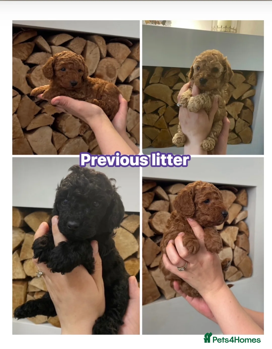 Cavapoo dogs for sale: Cavapoo puppies in Coventry - Advert 2