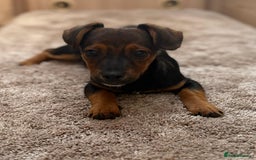 Jack Russell dogs for sale: Traditional Short-legged Jack Russell Boy. - Image 3