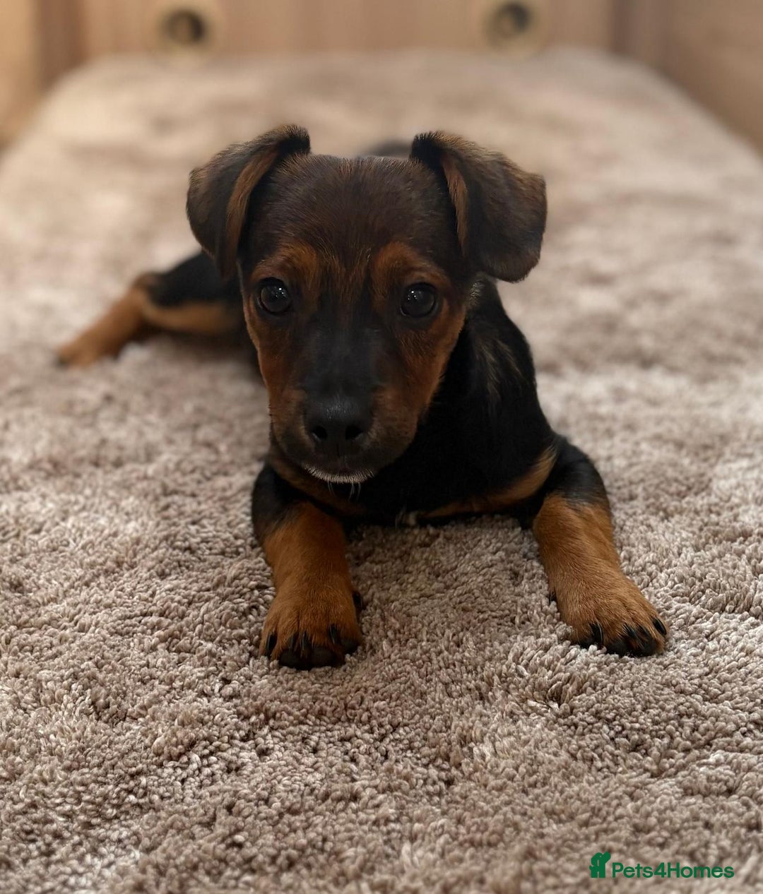 Jack Russell dogs for sale: Traditional Short-legged Jack Russell Boy. - Image 3