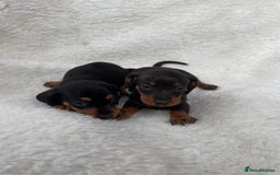 Dachshund dogs for sale: Dachshunds - Image 2