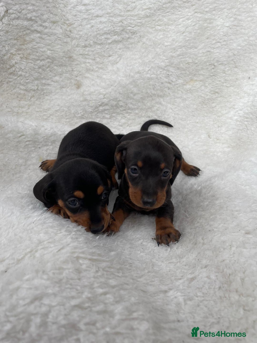 Dachshund dogs for sale: Dachshunds - Image 2