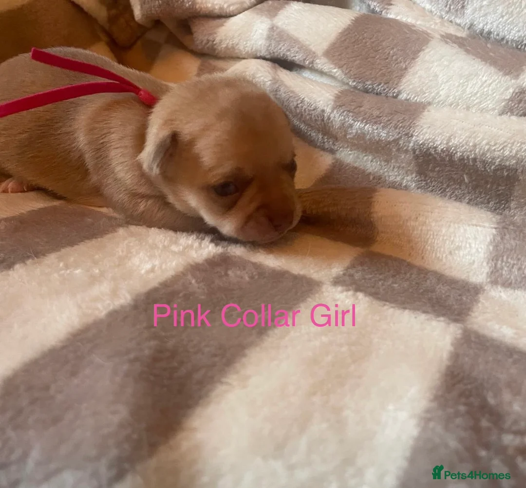 Chihuahua dogs for sale: Beautiful chihuahua puppys - Advert 10