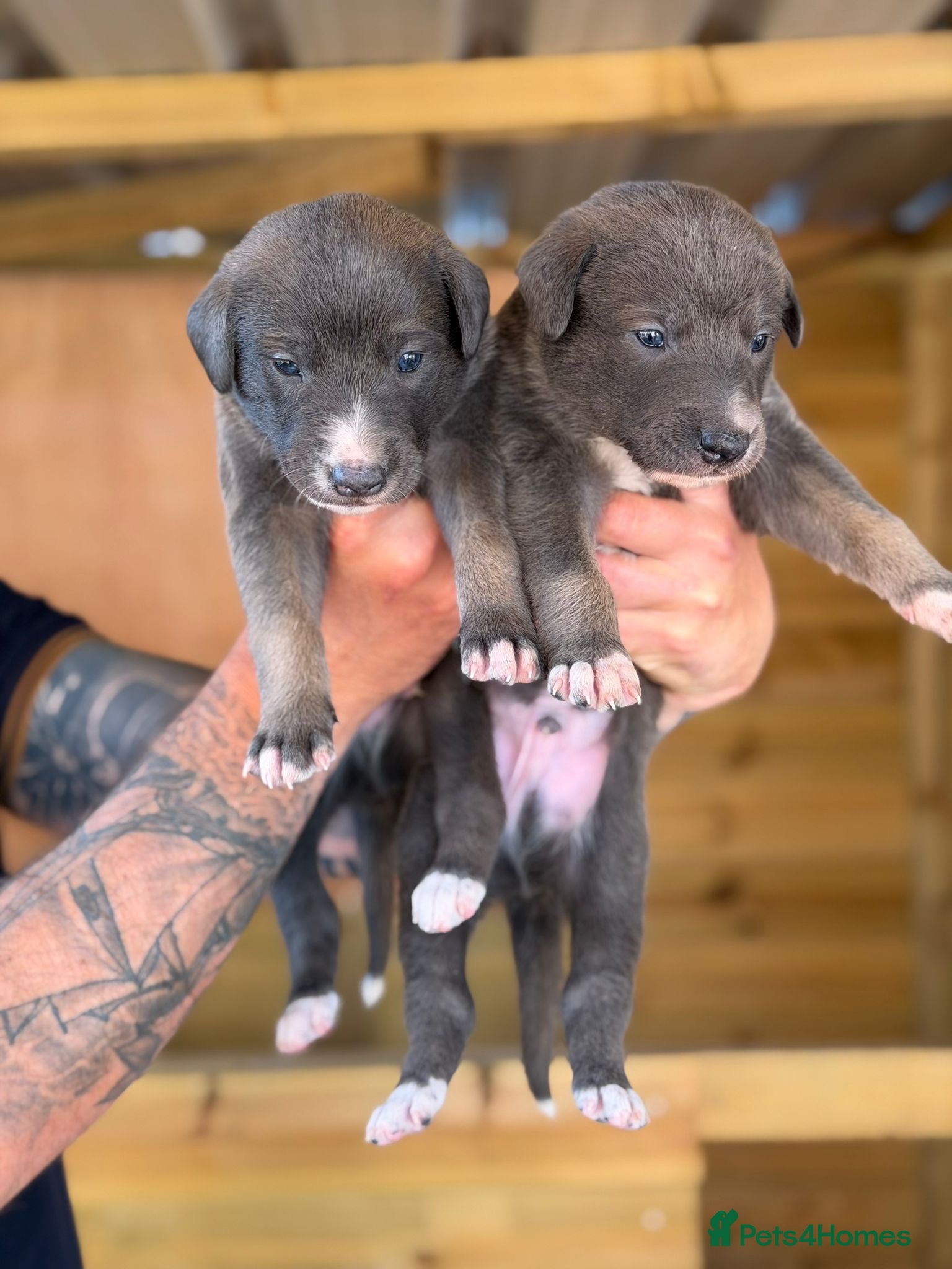 Lurcher dogs for sale: Lurcher puppies in Ludlow - Advert 5