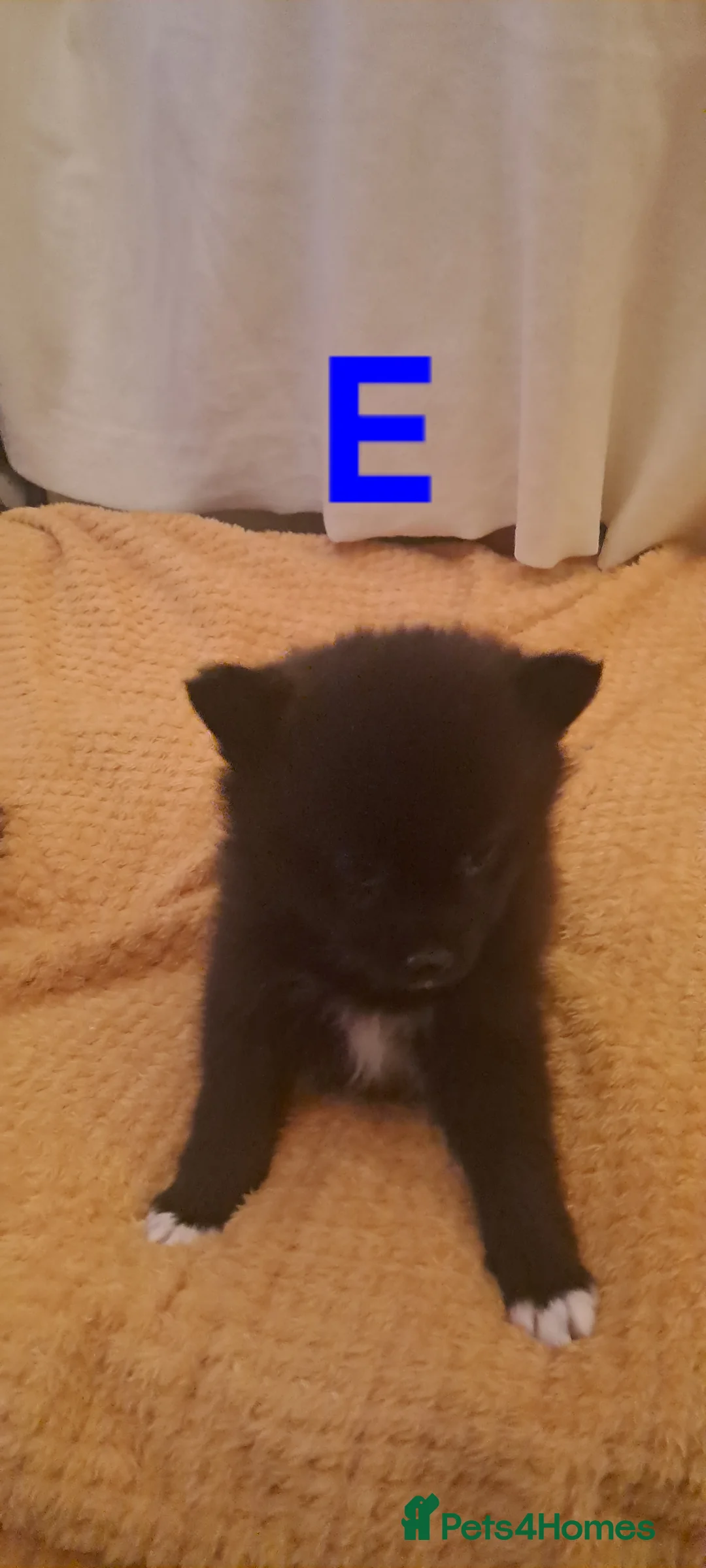 Pomsky dogs for sale: 5 Fluffy Pomsky pups- Ready Now - Advert 8