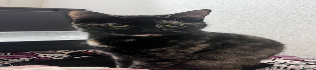 British Shorthair Kitten 1