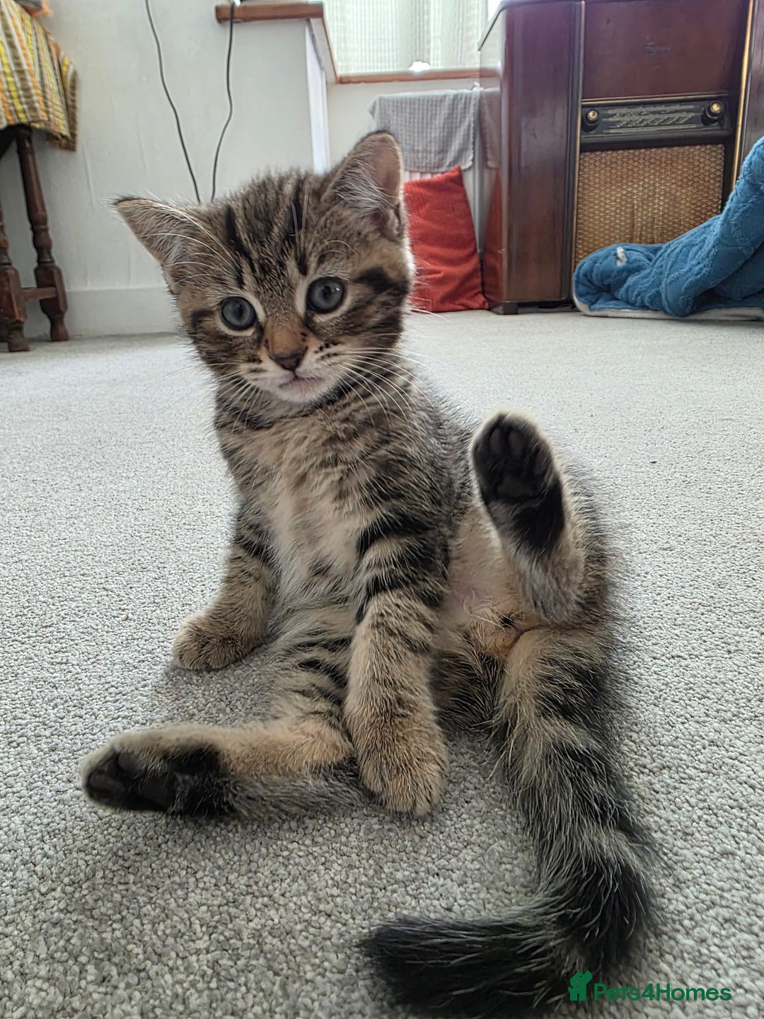 Mixed Breed cats for sale: Kittens - Advert 6