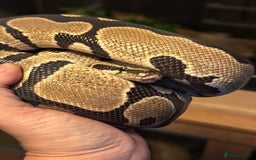 Snake reptiles for sale: Royal pythons adults / baby  - Image 2