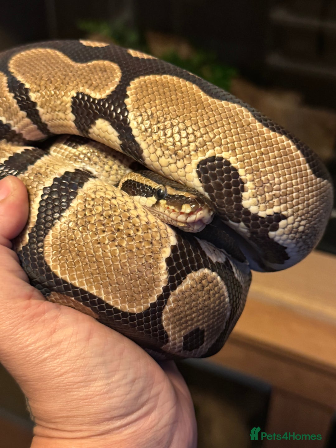 Snake reptiles for sale: Royal pythons adults / baby  - Image 2