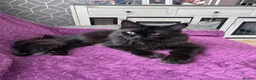 Maine Coon cats for sale: 3 Beautiful Maine Coon kittens forsale in Ammanford - Advert 5