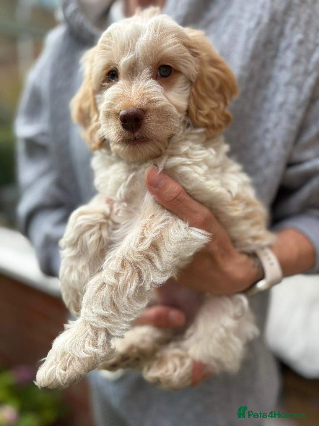 Cockapoo dogs for sale: F1 Cockapoo male pup 100% DNA HEALTHtested parents in Bolton - Image 2