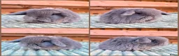 Mini Lop rabbits for sale: Mini Lop Baby Bunnies 🌸 - Advert 2